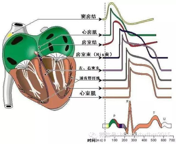 心脏电生理3D生物学虚拟仿真实验室软件