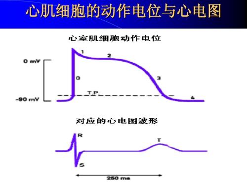 神经动作电位的引导与观察3D虚拟仿真实验软件