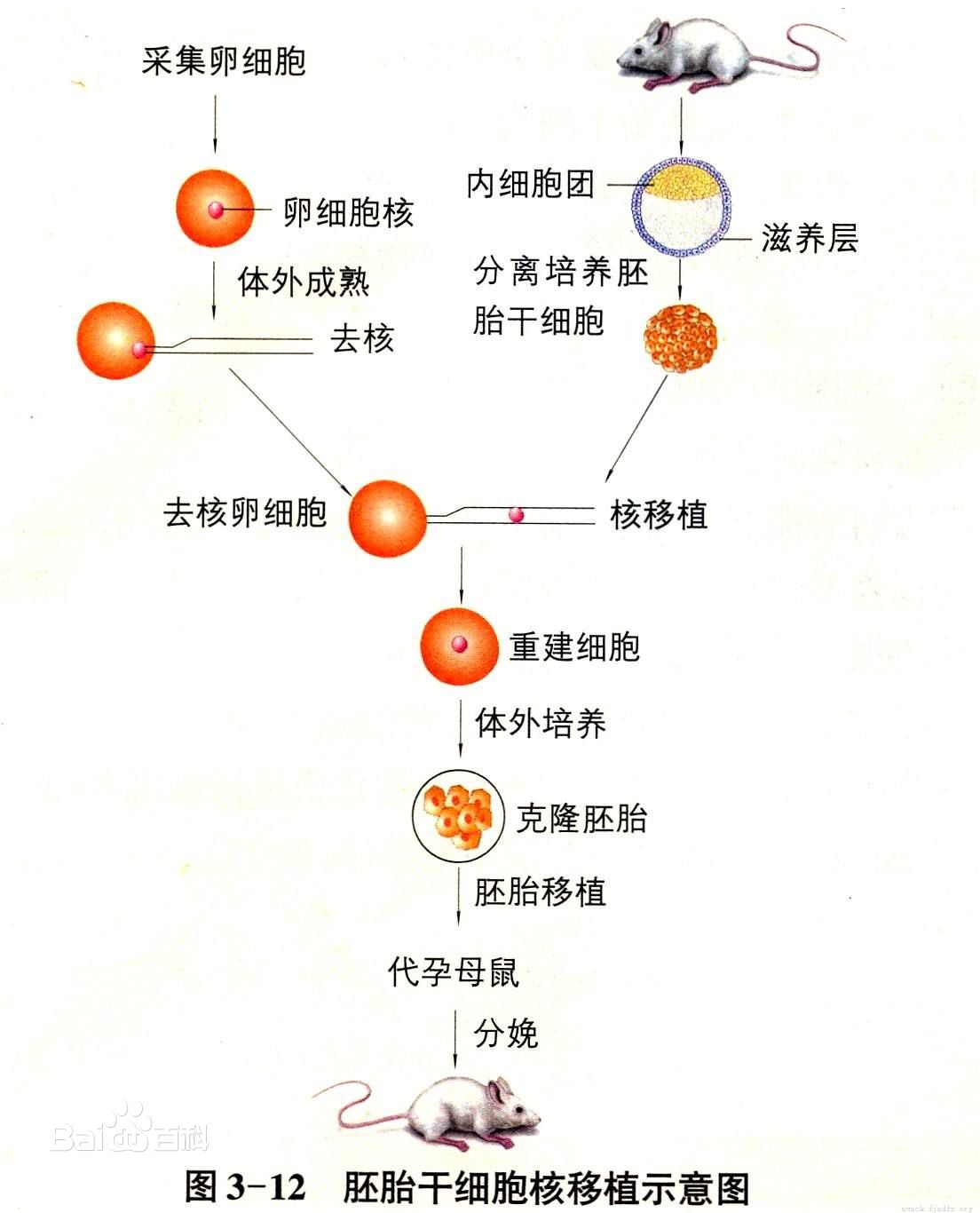 动物胚胎移植操作实验3D虚拟仿真软件